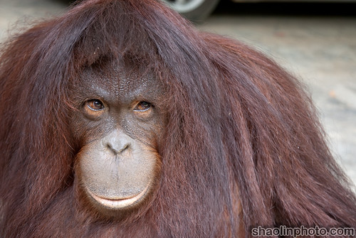 Pensive Orangutan