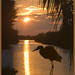 Heron or egret at sunset 25 Sloop dr<br /><span style="font-size:0.8em;">Heron or egret at sunset 25 Sloop dr</span>