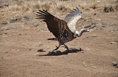 Vulture - Nairobi National Park