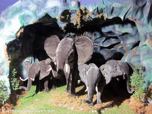 Elephants at SkyGarden Safari Adventure