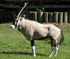 GEMSBOK ~ Órix del Cabo (240 x 201) Original=(2955 x 2470) (Oryx gazella)
