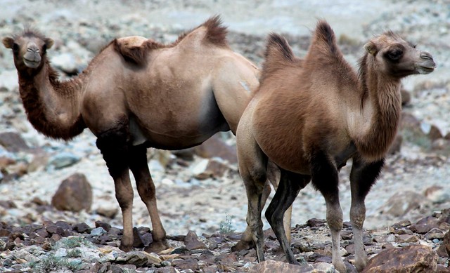 bactrian camels ladakh