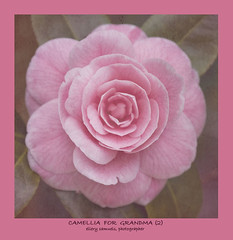 camellia for grandma (2)