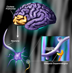 Sistema cerebral