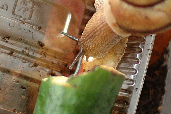 芋を食べるカタツムリ