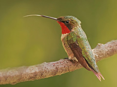 La langue - Colibri à gorge rubis / Ruby-throated hummingbird - The tongue