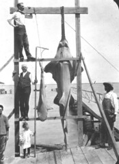 Anglų lietuvių žodynas. Žodis bonito shark reiškia tunai, rykliai lietuviškai.
