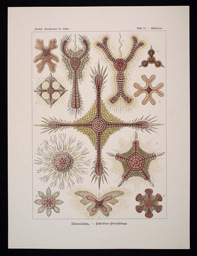 //Discoidea,// Ernst Haeckel, Kunstformen der Natur. Chromolithograph 32 x 40 cm, Verlag des Bibliographischen Instituts, Leipzig 1899-1904. Photograph by D Dunlop.