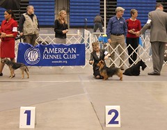 Iowa 2010  Terrier Group