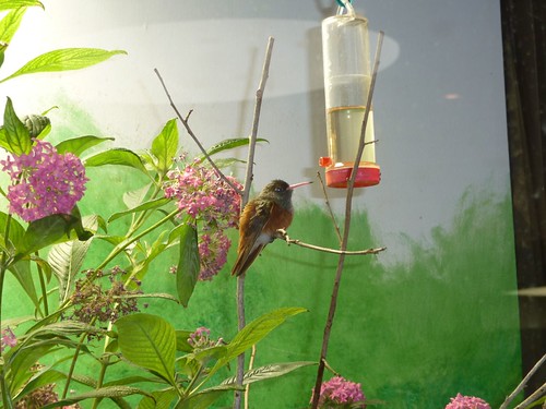 hummingbird.