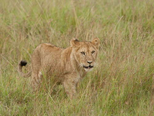 Lion Lessons: Stalking alone