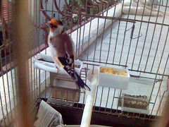 siberian hen goldfinch(batuhan)