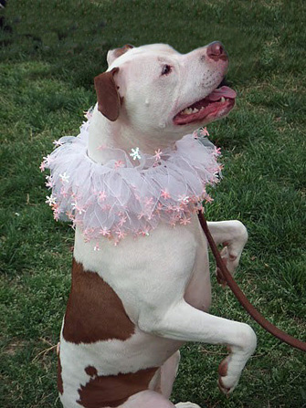 Pit bull therapy dog named Cricket wearing a clown collar