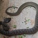 Herald Snake - Crotaphopeltis hotamboeia 1c