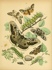 European Butterflies and Moths