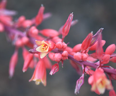 Red Yucca Blooms in Macro