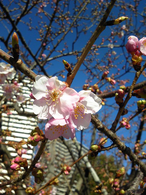 オラリオンの前の公園に河津桜が咲いていま...