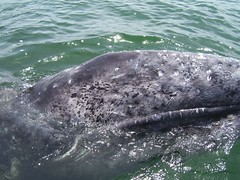 Gray Whale Baby Cullin
