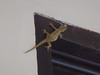 Erste Bekanntschaft mit meinem neuen Freund: Da Gama, der Gecko! • <a style="font-size:0.8em;" href="http://www.flickr.com/photos/7955046@N02/4419043805/" target="_blank">View on Flickr</a>