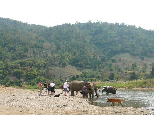 Giving the elephants a bath