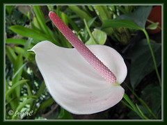 Lovely White Anthurium with pink spadix, at a garden nursery