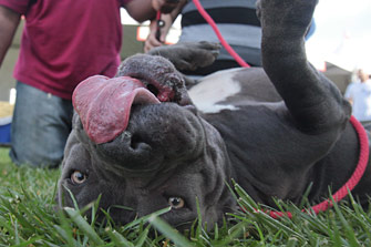 Gray pit bull dog lying on her back at the Pet Super Adoption event in Los Angeles
