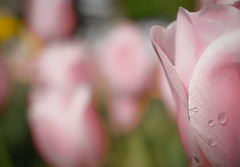 Tulips 16