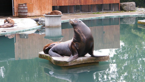 Sea Lion in Dublin Zoo