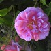 Turkey (Isparta) Pink rose