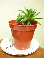 Aloe aloe