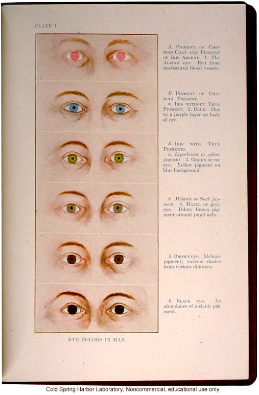 До скольки меняются глаза. Цвета глаз у человека таблица. Генетика глаз. Меняется ли цвет глаз в старости. До какого возраста меняется цвет глаз.