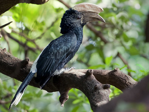 Silvery-cheeked Hornbill - Bycanistes brevis