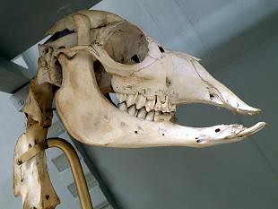 skull of SOUTHERN VICUGNA (Vicugna vicugna vicugna) cráneo de vicuña austral ~ Original = (3441 x 2578)