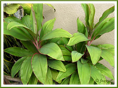 Cordyline terminalis/C. fruticosa or Ti Plant, Hawaiian Ti -  (green, edged pink), in the neighbourhood