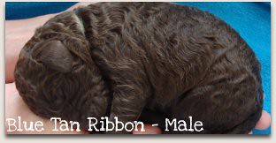 Blue Tan Ribbon - Male Australian Labradoodle Puppy