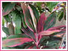 Cordyline terminalis / syn.: C. fruticosa (Hawaiian Ti, Ti Plant, Good Luck Plant/Tree)