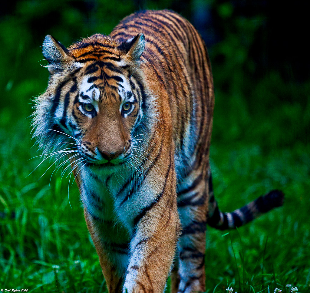 Tiger on the Prowl - a photo on Flickriver