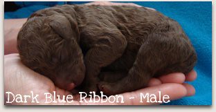 Dark Blue Ribbon - Male Australian Labradoodle Puppy