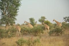 5b. A few of the 200 population of giraffes