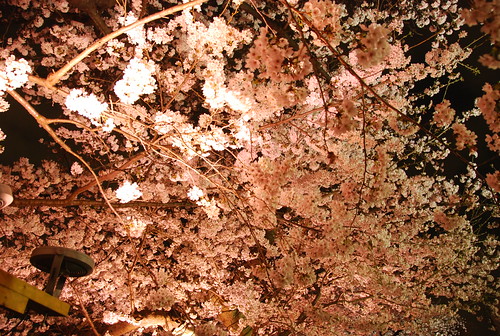 千鳥ヶ淵緑道にて夜桜