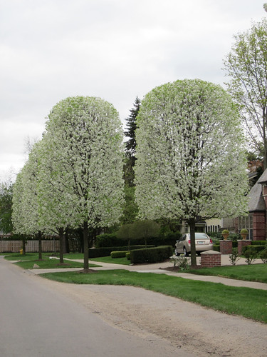 manicured pear trees