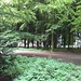 Badbury Clump Forest path