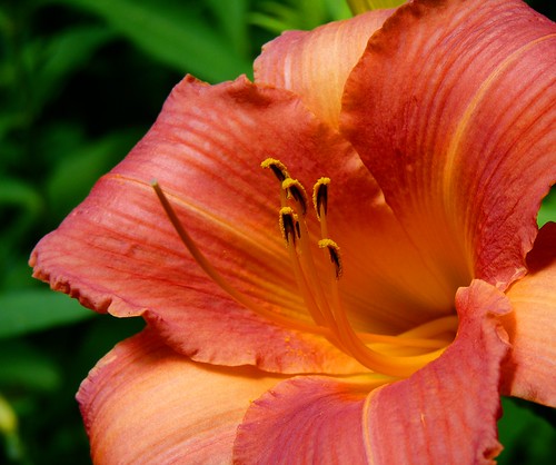 Day Lily 'Little Wine Cup'