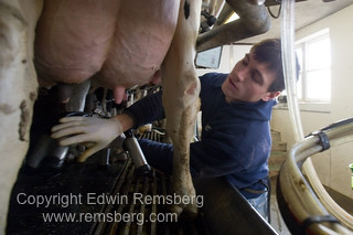 Joel Krall , dairy farmer, milking cows Lebanon PA Photo by Edwin Remsberg , www.remsberg.com , this image is available for license at alamy.com