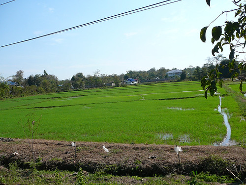 Rice fields near Chiang Rai