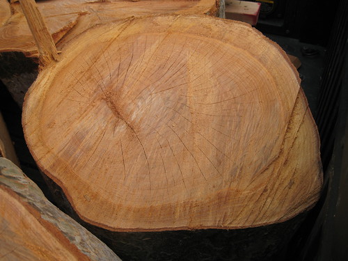 Chinese elm log with checking
