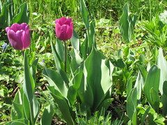Primavera, 19.04.010, 6