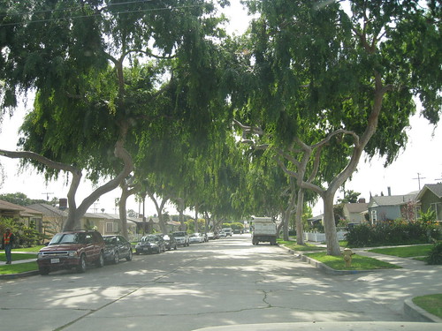 Chinese elm tree tunnel over road