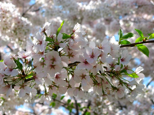 cherry blossom 5
