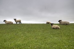 Schafe // sheep